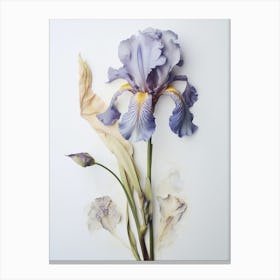 Pressed Wildflower Botanical Art Iris 1 Canvas Print