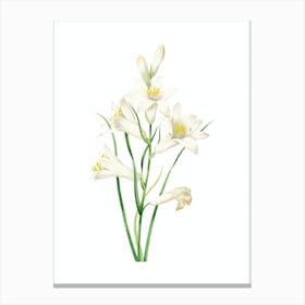 Vintage St. Bruno's Lily Botanical Illustration on Pure White n.0309 Canvas Print
