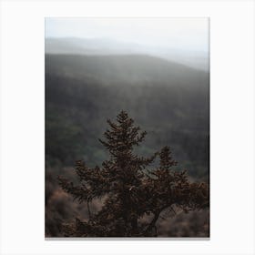 Top Of Pine Tree Canvas Print