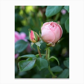 English Roses Painting Rosebud 3 Canvas Print