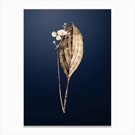 Gold Botanical Bulltongue Arrowhead on Midnight Navy n.0334 Canvas Print