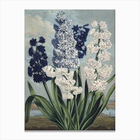 Vintage Thornton 6 Hyacinths Canvas Print