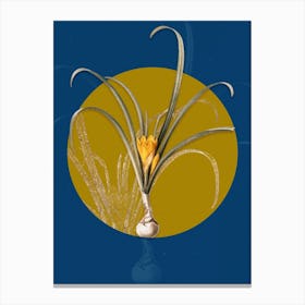 Vintage Botanical Yellow Autumn Crocus on Circle Yellow on Blue Canvas Print