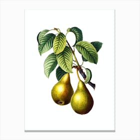 Vintage Pear Botanical Illustration on Pure White n.0518 Canvas Print