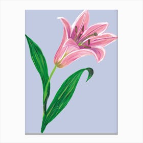 Pink Lily Canvas Print