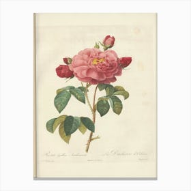 Rose Illustration, Pierre Joseph Redoute (13) Canvas Print