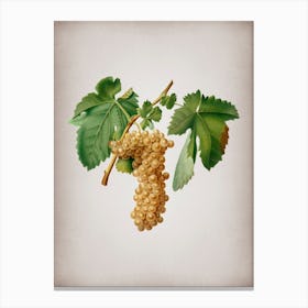Vintage Trebbiano Grapes Botanical on Parchment n.0415 Canvas Print