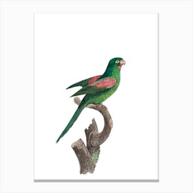 Vintage Red Throated Conure Parakeet Bird Illustration on Pure White n.0017 Canvas Print