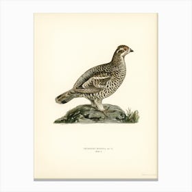 Hazel Grouse, The Von Wright Brothers Canvas Print