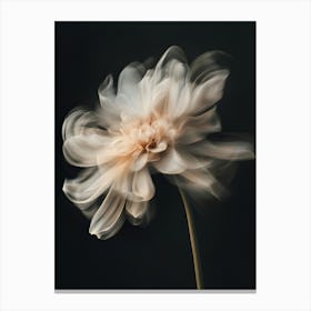 Chrysanthemum 2 Canvas Print