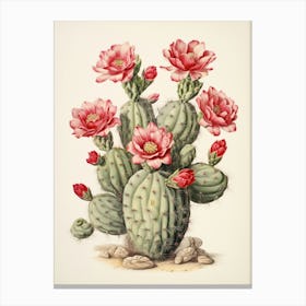 Vintage Cactus Illustration Crown Of Thorns Cactus 1 Canvas Print