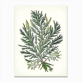 Rosemary Leaf Vintage Botanical 2 Canvas Print