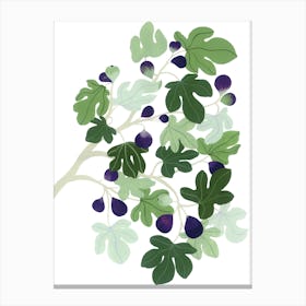 Mediterranean Plant Fig Tree Botanical Painting Canvas Print