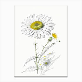Daisy Floral Quentin Blake Inspired Illustration 1 Flower Canvas Print