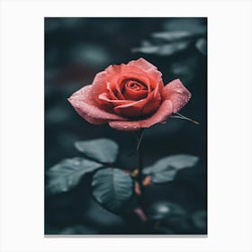 Rose Wallpaper 8 Canvas Print