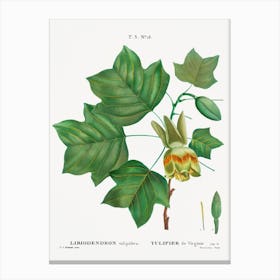 Tulip Tree, Pierre Joseph Redoute Canvas Print