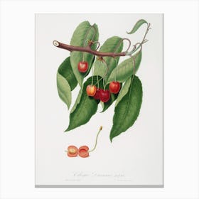 Cherry (Cerasus Cordiformis Duracina) From Pomona Italiana (1817 - 1839), Giorgio Gallesio Canvas Print