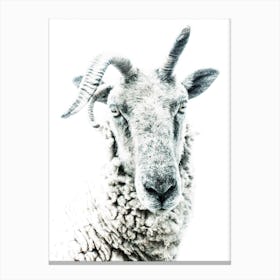Sheep 1 Canvas Print