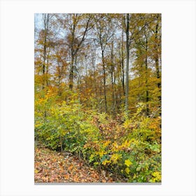 Autumn In The Forest 13 Canvas Print