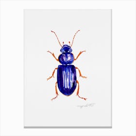 Ophonus minimus, a ground beetle, watercolor artwork Canvas Print