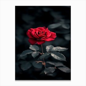 Dark Rose 69 Canvas Print