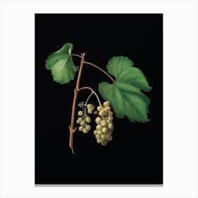 Vintage Friulli Grape Botanical Illustration on Solid Black n.0036 Canvas Print