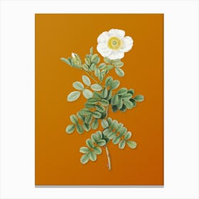 Vintage Macartney Rose Botanical on Sunset Orange n.0796 Canvas Print