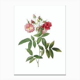 Vintage Hudson Rose Botanical Illustration on Pure White n.0637 Canvas Print