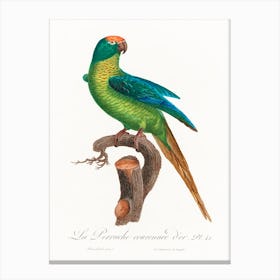 The Peach Fronted Parakeet From Natural History Of Parrots, Francois Levaillant Canvas Print