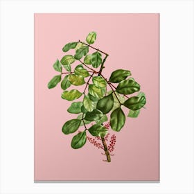 Vintage Carob Tree Botanical on Soft Pink n.0126 Canvas Print