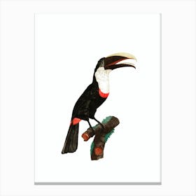 Vintage Toco Toucan Bird Illustration on Pure White Canvas Print