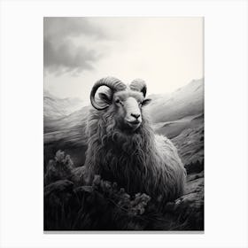 Stormy Black & White Illustration Of Highland Sheep 2 Canvas Print