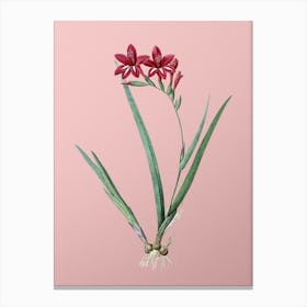 Vintage Gladiolus Cardinalis Botanical on Soft Pink n.0232 Canvas Print