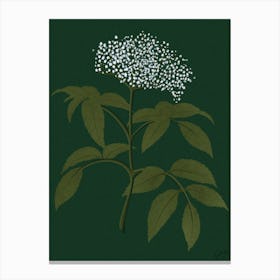 Flower Elderberry Canvas Print