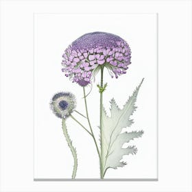 Scabiosa Floral Quentin Blake Inspired Illustration 2 Flower Canvas Print
