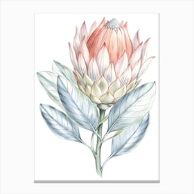 Watercolor Protea Flower Canvas Print