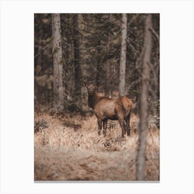 Forest Elk View Canvas Print