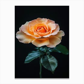 Orange Rose On Black Background 7 Canvas Print