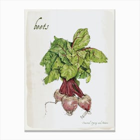 Beetroot Vintage illustration Print Canvas Print
