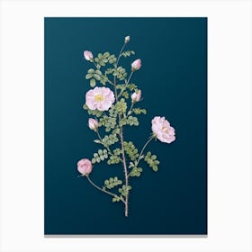 Vintage Pink Scotch Briar Rose Botanical Art on Teal Blue n.0068 Canvas Print