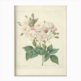 Rose Illustration, Pierre Joseph Redoute Canvas Print