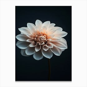 Dahlia 7 Canvas Print