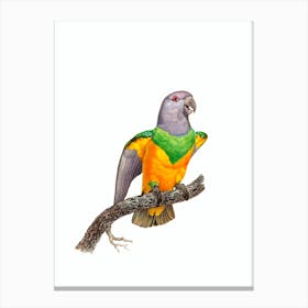 Vintage Senegal Parrot Bird Illustration on Pure White n.0025 Canvas Print
