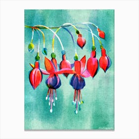 Fuchsia Flower Canvas Print