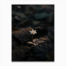 Single Flower In The Dark 12 Canvas Print