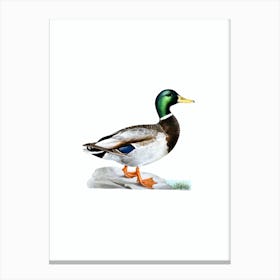 Vintage Mallard Duck Male Bird Illustration on Pure White n.0060 Canvas Print