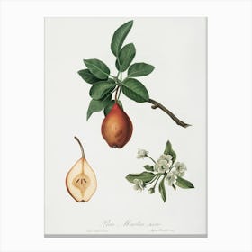 Pear (Pyrus Pedemontana) From Pomona Italiana (1817 1839), Giorgio Gallesio Canvas Print