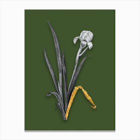 Vintage Crimean Iris Black and White Gold Leaf Floral Art on Olive Green n.0174 Canvas Print