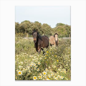 Horses And Wildflowers Canvas Print