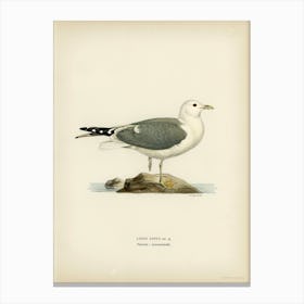 Common Gull, The Von Wright Brothers Canvas Print